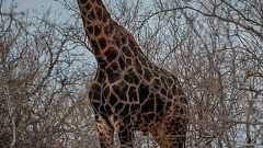 キリンに襲われ死亡、撮影中の映画製作者 南ア