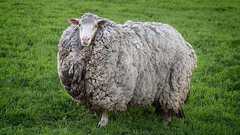 7年ぶりに発見された羊、毛量大幅アップで巨大化していた(オーストラリア) | カラパイア