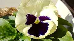 パンジーちゃん続々開花! - お天気めがねの家庭菜園日記