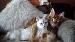 あ、こいつ育ち良いなって奴の特徴 : 哲学ニュースnwk