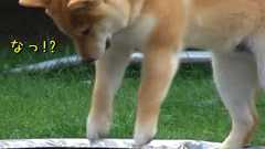 「なんだこれー!?」トランポリンが不思議でならない柴犬(動画) : らばQ