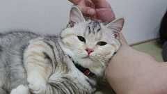 目はり寿司 - お前は俺が握った寿司を更に握るのか!