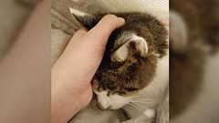 「食欲が無くなったら3、4日の命だと覚悟して下さい」と診断されてから半年以上、今日もモリモリエサを食う猫。