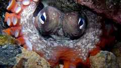 タコが作った海底都市「タコランティス」の存在が明らかに(国際研究)