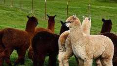 毛を刈られたアルパカの衝撃的な姿 : らばQ