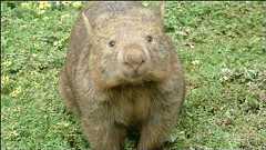 動物園で飼われていたウォンバット、お客さんのナデナデが足らず「うつ病」と診断される