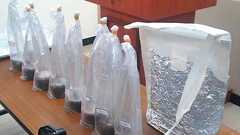 土用の丑の日はいらない、ウナギ密輸の実態を暴く