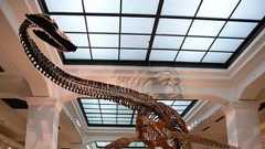 国立科学博物館が困った「後継者がいない」 化石のレプリカ作り続けて50年、研究者らが惚れ込むレジェンド職人ついに引退 | 47NEWS