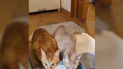 「うちの猫が水を飲まない」と相談したときに「レタスを浮かべてみろ」と言われ、実践したら本当に解決した→猫の視力の特徴を踏まえた工夫が素晴らしい