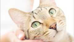 「だれか、ぼくを助けて」のら猫の命をつなぐ物語 | ダ・ヴィンチWeb