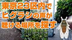 東京23区内でヒグラシの声が聴ける場所を探す