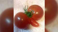 ミニトマトのヘタは食べれるか検索したらちょい毒だったし含まれる毒の名前が”トマチン”というふざけた名前だった