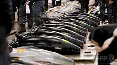 クロマグロ漁獲枠の拡大は資源保護の「後退」