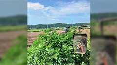 青森の農家さんの畑で立派に育ってしまったある植物→自分で刈り取ることもできない"草"への正しい対応「北海道だけじゃないんだ」