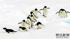 南極で史上初の気温20度超 研究者「信じがたく異常」:朝日新聞デジタル