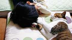 おやすみ兄弟 | COMPLEX CAT