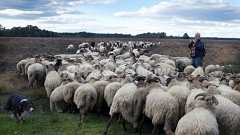 オランダに「羊窃盗団」出没か、消えたヒツジ500匹