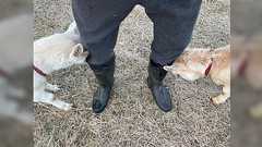 2匹のヤギさんからの新年初頭突きを両脚に受けている幸せ「的確に脛を狙っている」