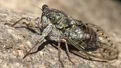 ナノ表面構造に強力な抗菌効果、トンボの羽から着想 豪研究