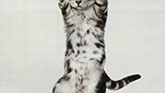 吉田勇太 / ysdyt on Twitter: "ペアーズの中の人が言ってた「日本人は出会いの”きっかけ”ではなく、”言い訳”が欲しい」というのは至言だと思う"