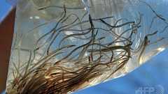 中国人旅行客の手荷物にウナギ稚魚200万匹、税関で押収