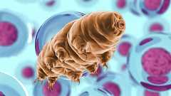 クマムシのタンパク質を人間の細胞に導入したところ老化を遅らせることが判明 | カラパイア