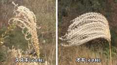 今までススキだと思っていたものは『オギ』かもしれない「河原にあるのはほとんどオギ」「市街地の植え込みとかはほとんどススキ」