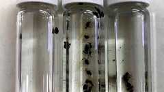 兵庫・尼崎のヒアリは500匹以上 女王アリも2匹:朝日新聞デジタル