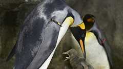 世界初、ゲイのペンギンカップル、卵を温め孵化させることに成功(デンマーク) | カラパイア