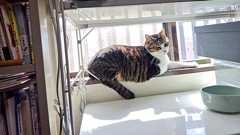 賢くて忠義者の猫さんが初めてうちにやってきた日、玄関先で長々と話していたのは身の上話だったのかも「お控えなすって!」