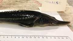 研究者がうっかり2種の絶滅危惧種をかけ合わせて「絶滅危惧種のハイブリッド魚」を生み出してしまう