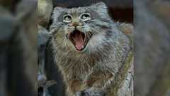 ロシアの農場で子猫が保護され育てられるも、成長とともに普通ではない事が分かる「猫科の子供なのにすでに腕が逞しい」「もふもふやぁ…」