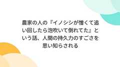 農家の人の『イノシシが憎くて追い回したら泡吹いて倒れてた』という話、人間の持久力のすごさを思い知らされる