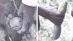 魚なのにイモ堀り感覚で土から捕獲、ガーナ式ハイギョの捕まえ方 | カラパイア