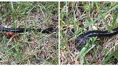 ナメクジの出現を予測する!- 市民科学と最新統計の融合