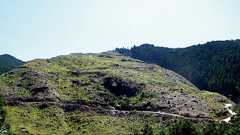 本末転倒の林業政策、山を丸裸にする補助金の危うさ