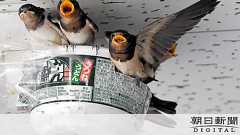 子育てツバメ、我が家は「どん兵衛」 一度は巣作り失敗:朝日新聞デジタル