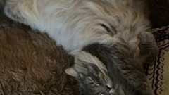 弁護人はとってもつらい性犯罪~強姦致傷罪についても、ちょっと解説。 | 弁護士テラバヤシは、本日も晴天なり