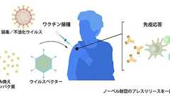 2023年ノーベル生理学・医学賞:COVID-19に対するmRNAワクチンの開発を可能にした2氏に|日経サイエンス