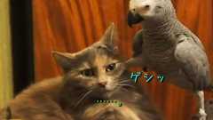 君たち関係おかしくない?…ひたすら小鳥に翻弄される猫たち(動画) : らばQ