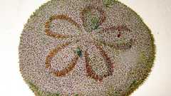 期待を裏切ってくれたタコノマクラ | ざざむし。