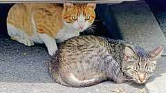 ニャー「ニャーニャーニャー」 ニャーニャー、ニャーニャーニャー