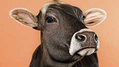 飽和脂肪酸「悪玉論」のウソ―過小摂取に思わぬリスクも