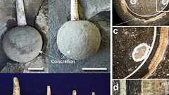 化石は生物の死後数週間で形成されていた - 名大が形成メカニズムを解明
