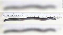 CNN.co.jp : 新種の両生類に「ドナルドトランピ」と命名、習性そっくり?