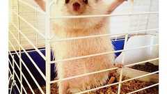 かわいいハリネズミには旅をさせよう:ハムスター速報