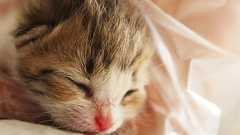 猫も定期的にシャンプーしたほうがいい? 獣医が教える“清潔感”だけではない意外なメリットとは | GetNavi web ゲットナビ