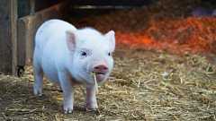 ゲームで表現される「中世の豚」は間違った見た目をしていると研究者が指摘