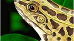 iPadでカエルの解剖手順を学べるシミュレーター『Frog Dessection』