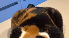 ドアの修理業者に「ぬいぐるみかと思った」といわれた猫が、こちら